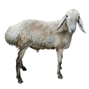 Kashmiri lamb